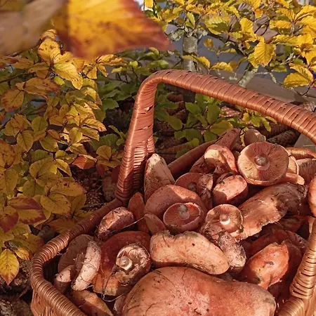 בית הארחה 4 Swory 3*